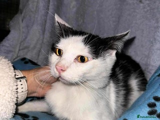 Domestic Shorthair cats Sweet Saturn looking for his forever home - Advert 2