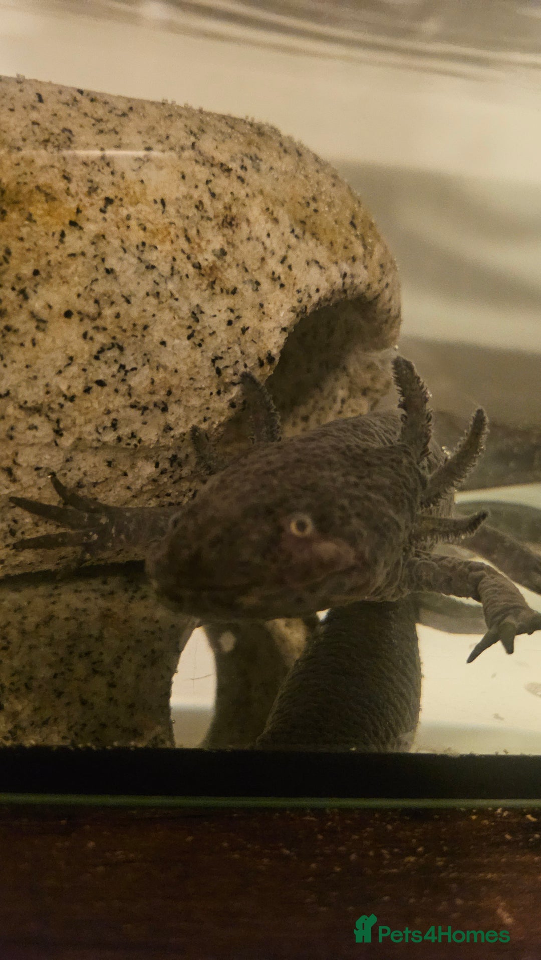 Axolotl reptiles for sale: Male Axalotl  - Advert 1
