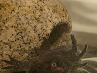 Axolotl reptiles Male Axalotl - Advert 3