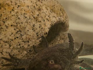 Axolotl reptiles Male Axalotl - Advert 4