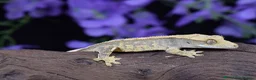 Gecko reptiles for sale: Crested gecko  in Eastbourne - Advert 2