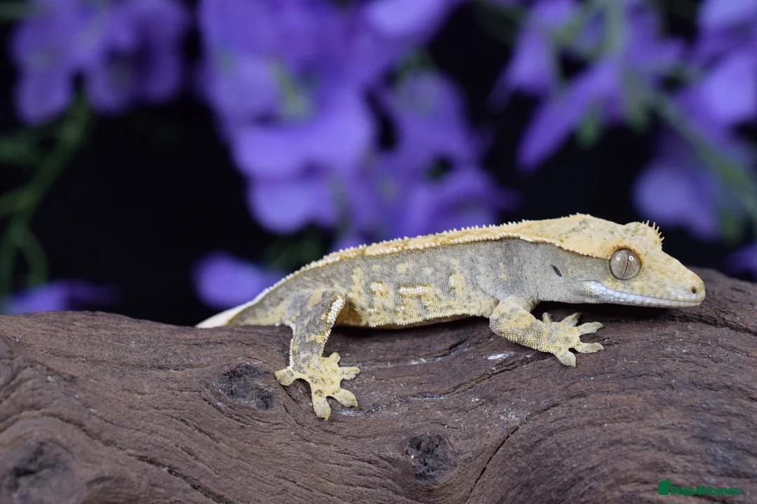 Gecko reptiles for sale: Crested gecko  in Eastbourne - Advert 2