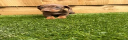Miniature Dachshund dogs for sale: miniature dachshund - Advert 6