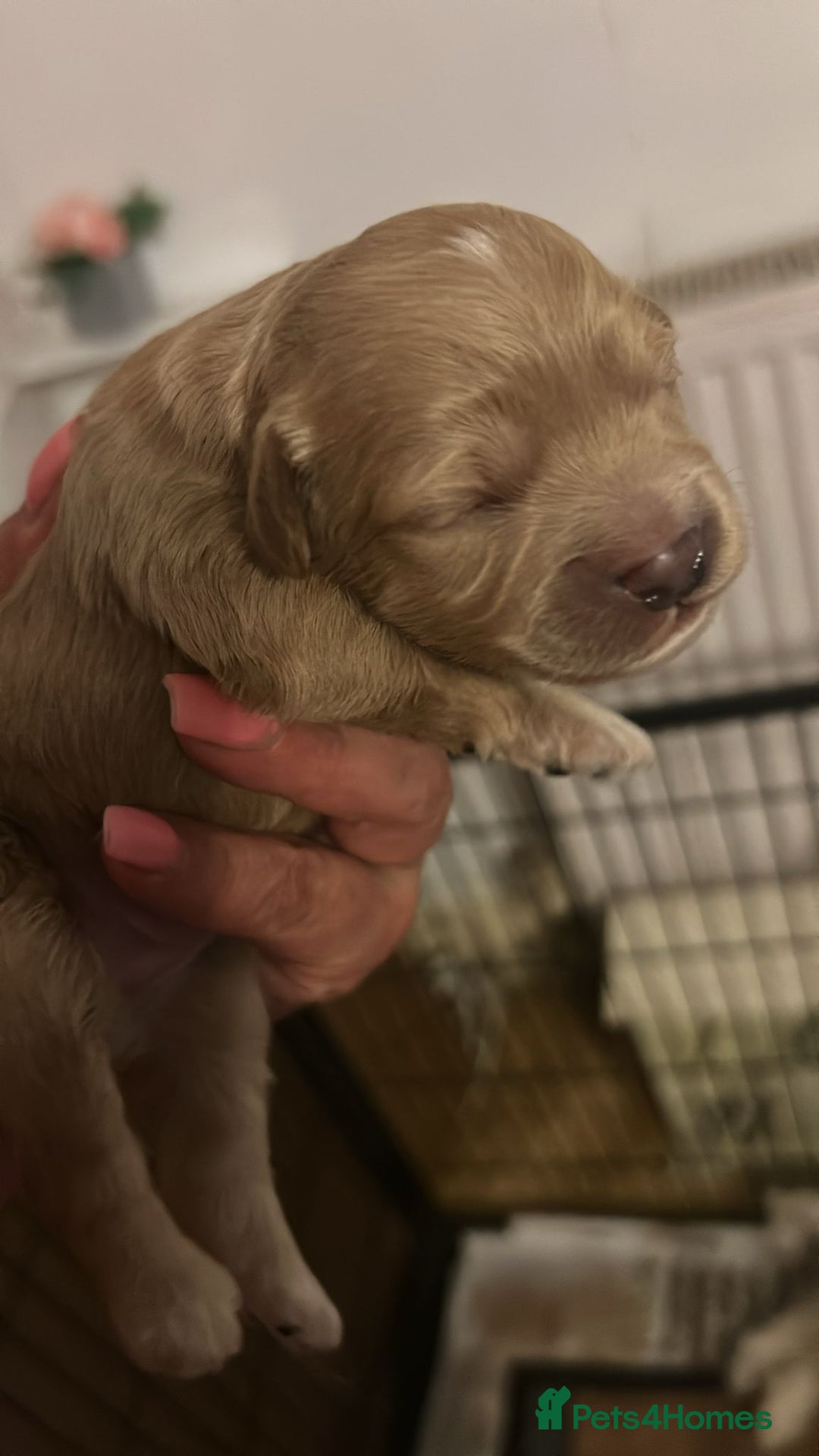 Cavachon dogs for sale: Gorgeous Cavapoochon puppies - Image 4