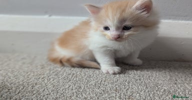 Maine Coon cats - Advert 3