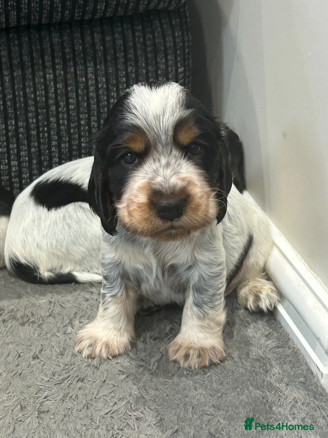 Cocker Spaniel dogs for sale: Show Cocker spaniels  - Advert 2