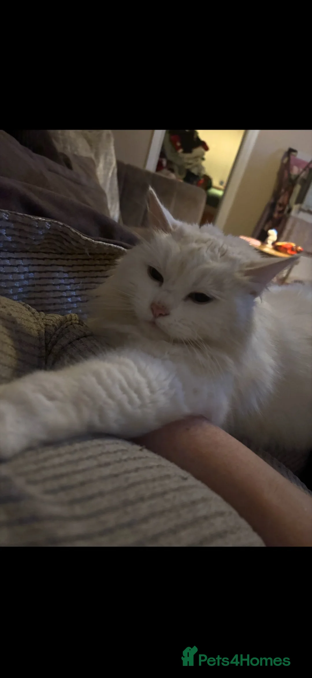 Turkish Van cats for sale: ❤️Beautiful marshmallow❤️ - Advert 7