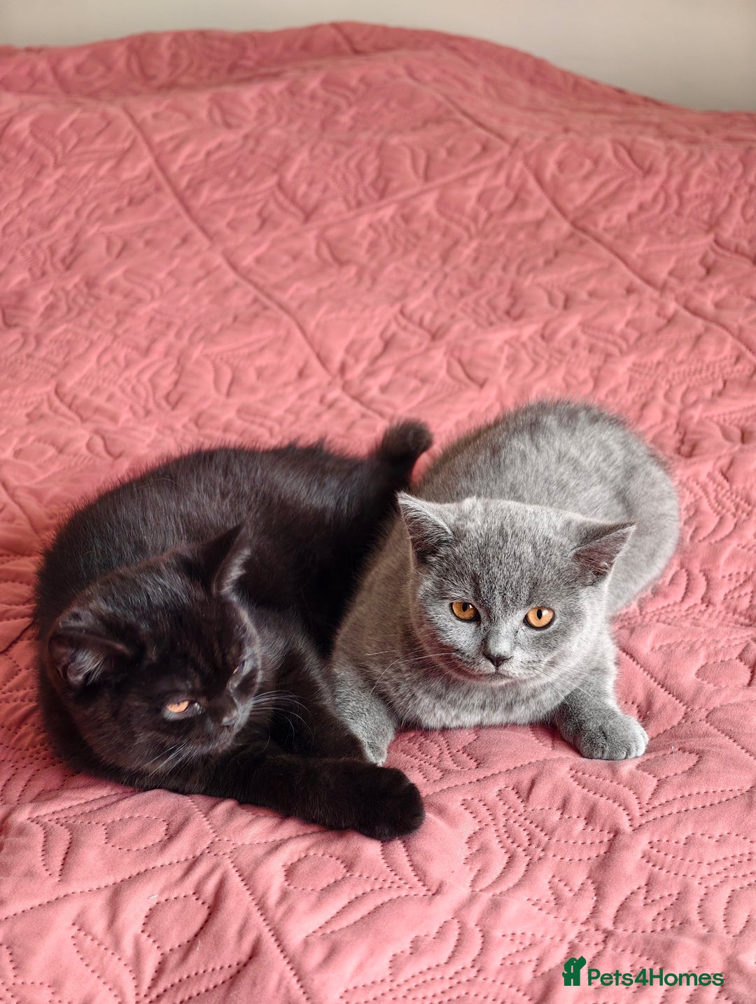 Scottish Fold cats for sale: 3 lovely kittens looking for new family  - Image 9