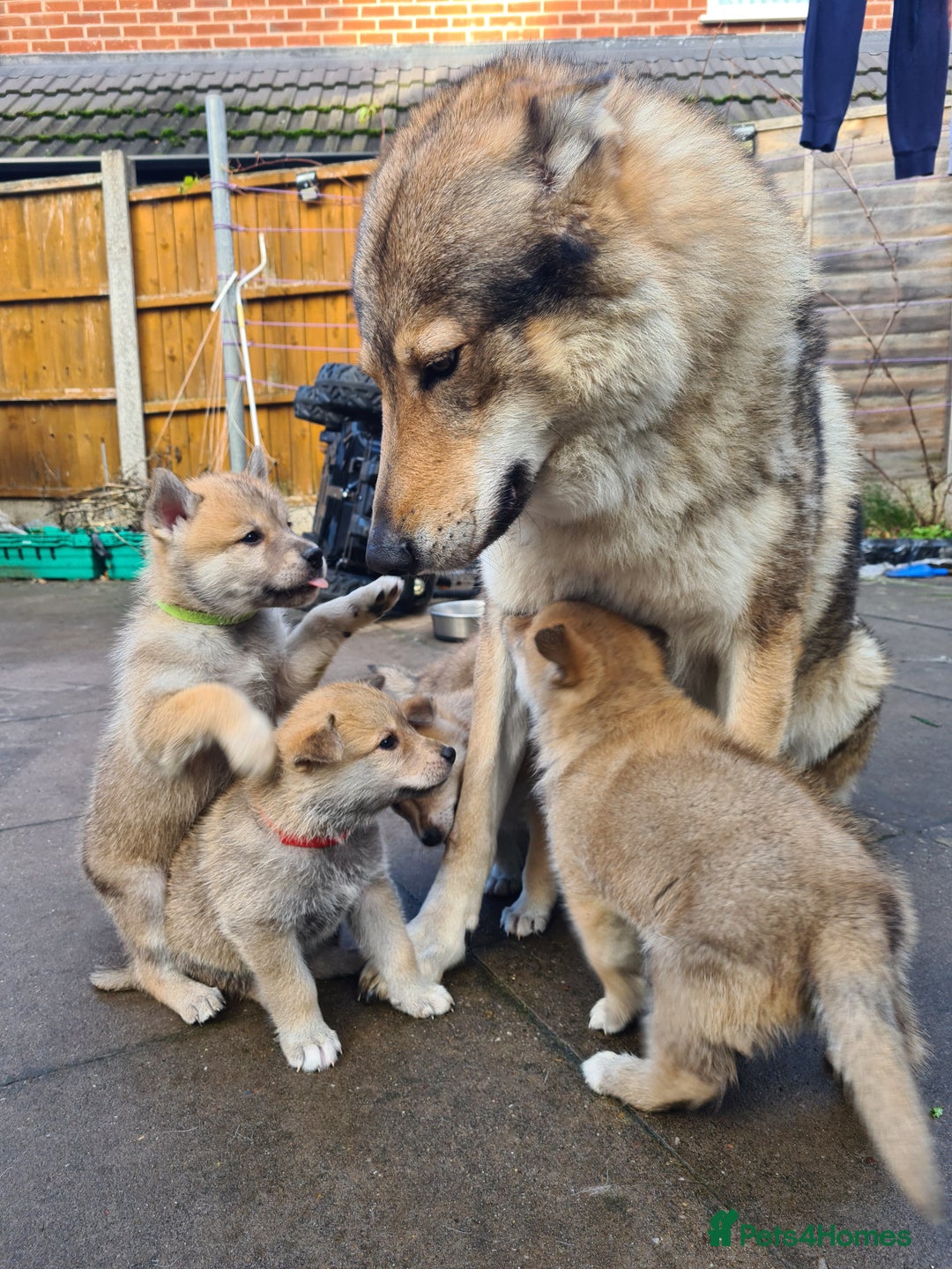Mixed Breed dogs for sale: Czech Wolfdog × Akita/Malamute Puppies - Advert 5