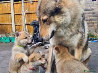 Mixed Breed dogs Czech Wolfdog × Akita/Malamute Puppies - Advert 14