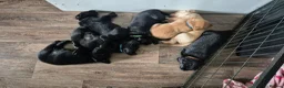 Labrador Retriever dogs for sale: Pure Labrador Retriever/ KC registered  - Advert 12