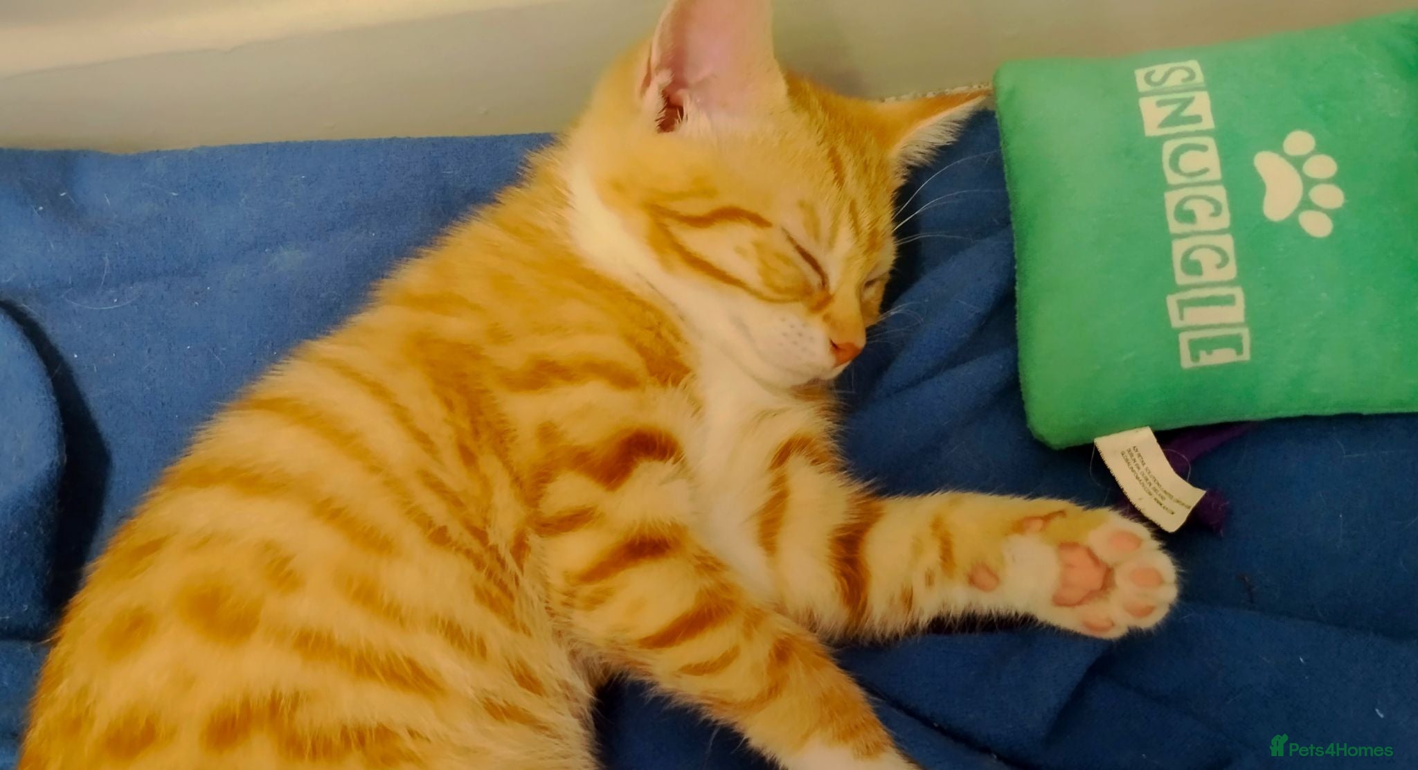 British Shorthair cats Beautiful Ginger kittens British shorthair  - Advert 14