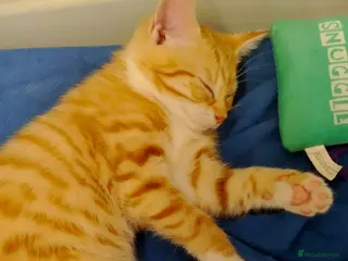 British Shorthair cats Beautiful Ginger kittens British shorthair - Advert 4