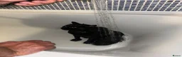 Mixed Breed cats for sale: Rehoming needed in Portsmouth - Advert 6