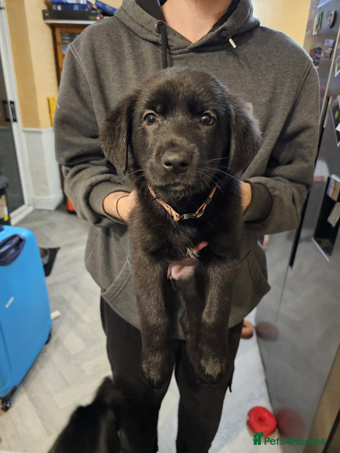 Mixed Breed dogs for sale: German Shepherd x lab pups for sale - Advert 8