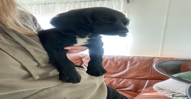 Cocker Spaniel dogs - Advert 16