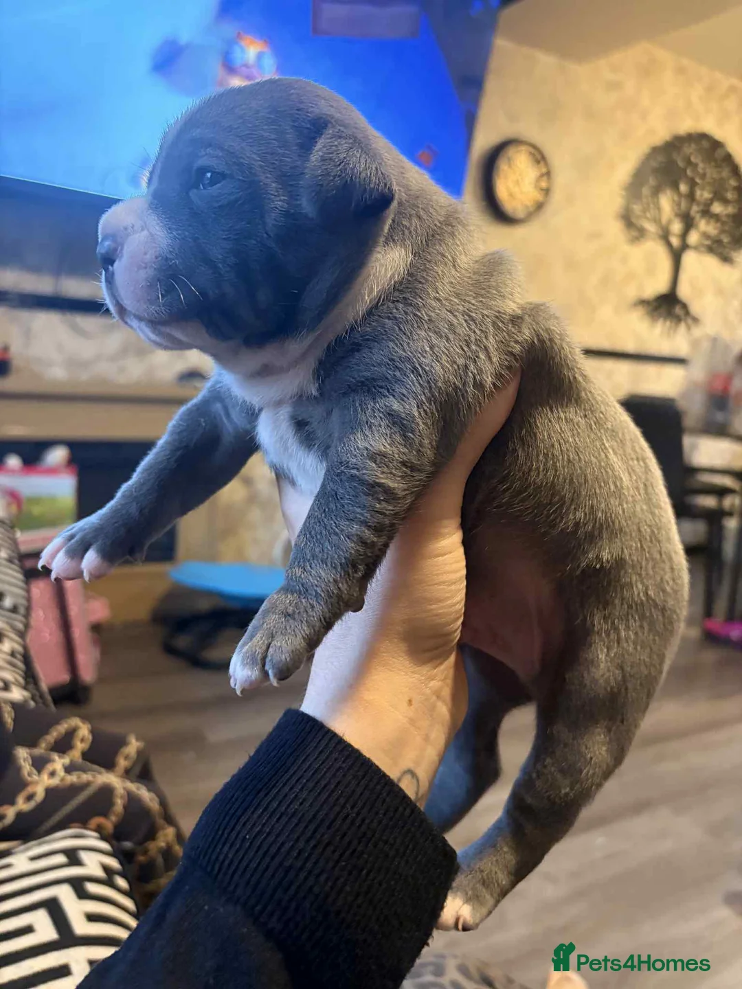 Staffordshire Bull Terrier dogs for sale: Blue staff - Advert 5