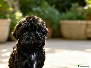 Shih Tzu dogs PLEASE READ FIRST PARAGRAPH - Advert 1