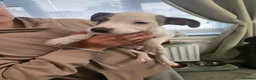 Mixed Breed dogs for sale: Whippet staffy puppies 4boys 4 girls  - Advert 16