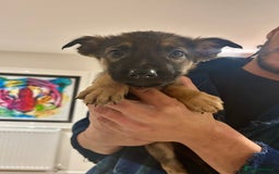 German Shepherd dogs for sale: Blue line German Shepherd’s - Ready today!  - Advert 18