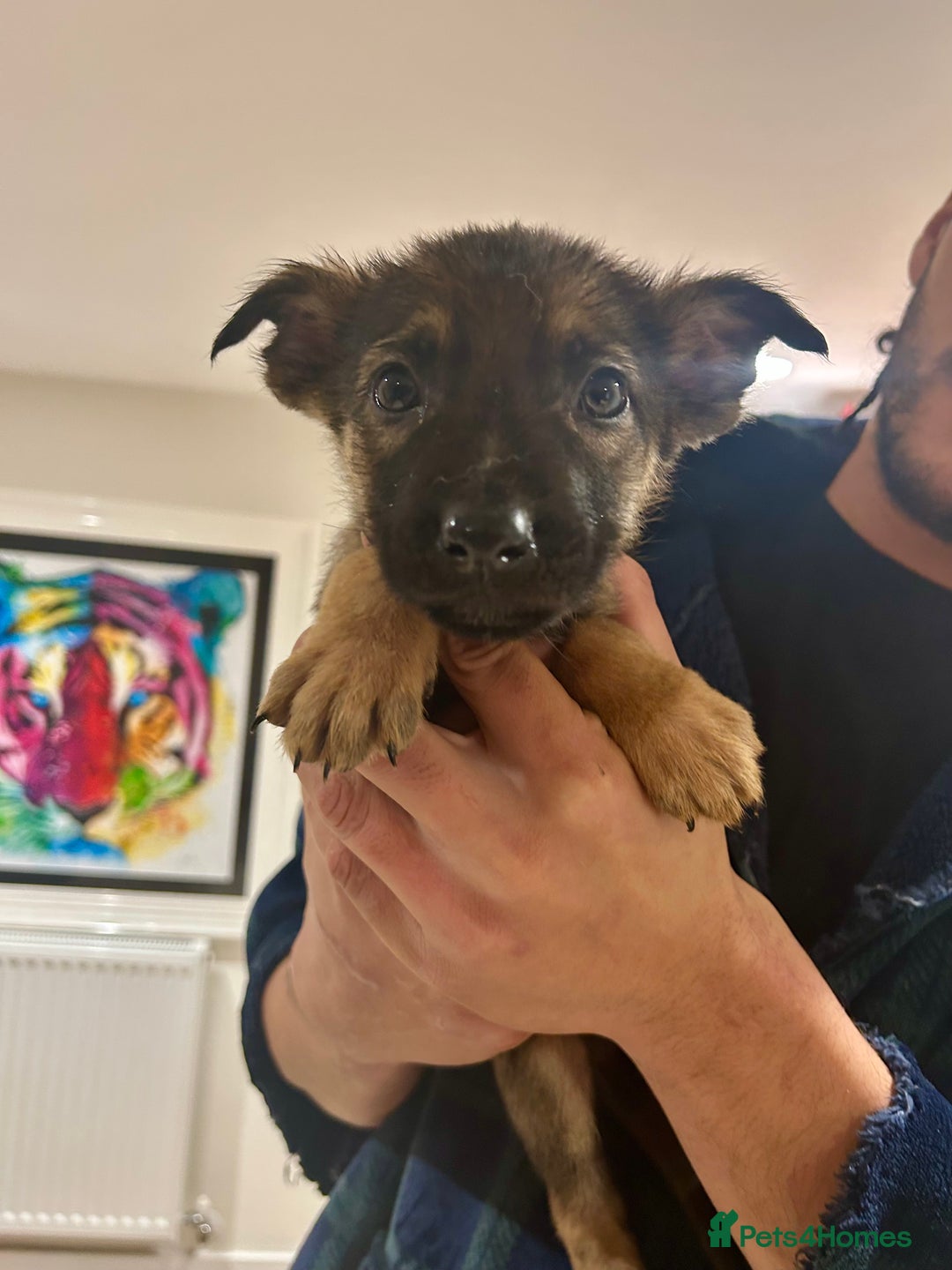 German Shepherd dogs for sale: Blue line German Shepherd’s - Ready today!  - Advert 18