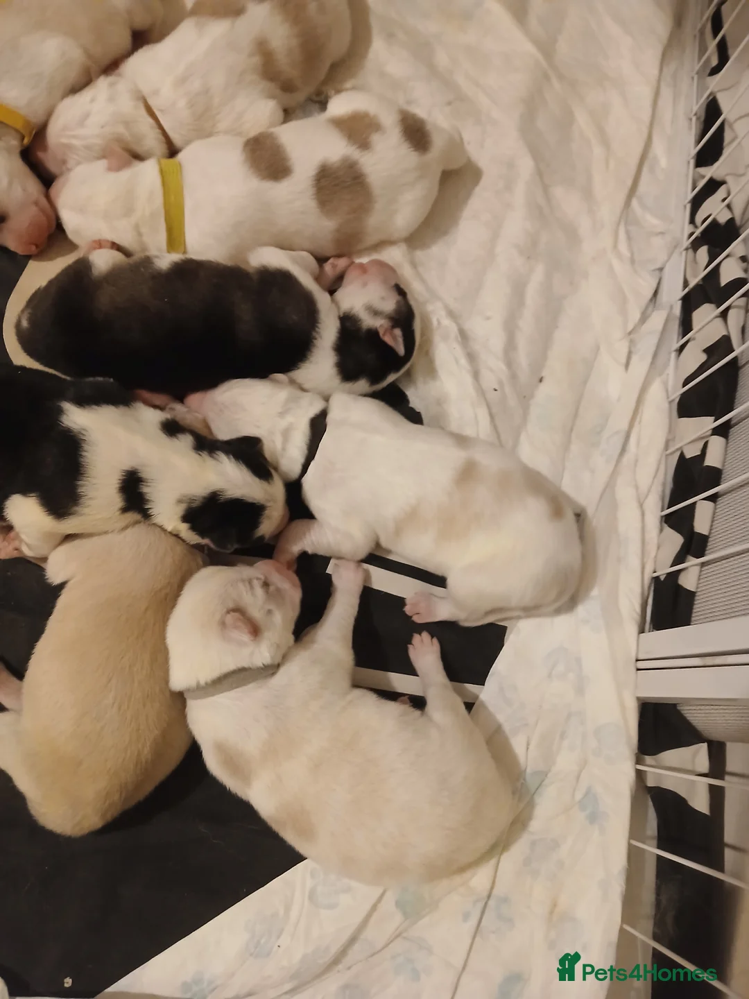 Siberian Husky dogs for sale: 1 SIB HUSKY GIRL LEFT CAN LEAVE 12/02/26 - Advert 39