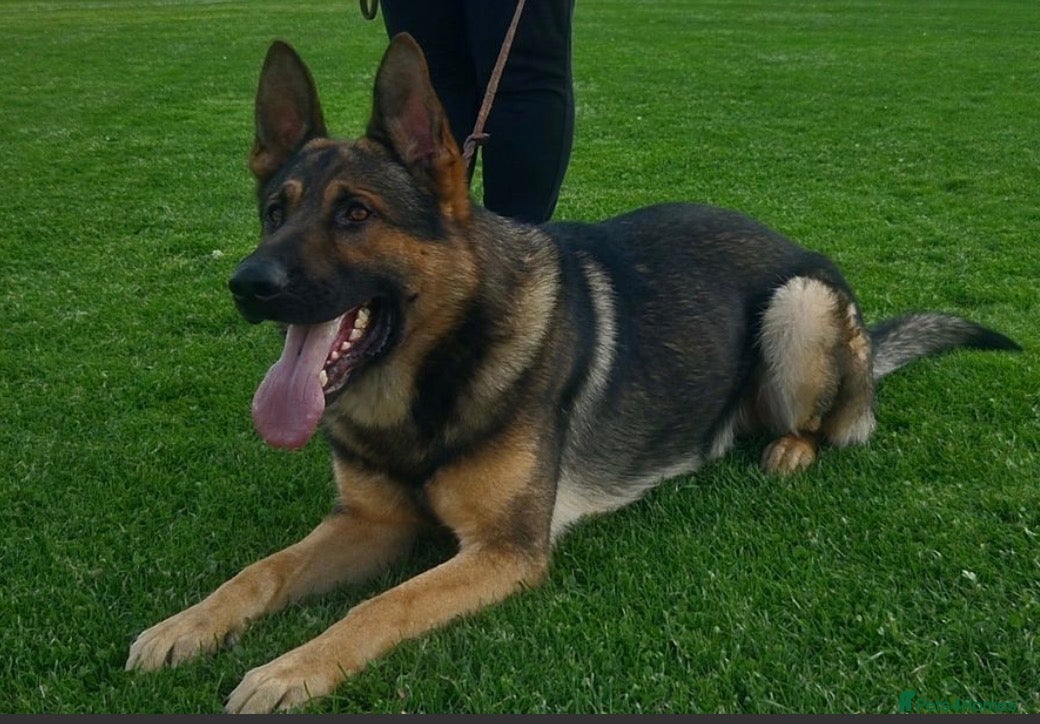 German Shepherd dogs for sale: Beautiful German Shepherd Pups  - Advert 9