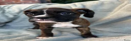 Boxer dogs for sale: KC Registered Boxer Puppies - health tested - Advert 26