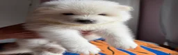 Samoyed dogs for sale: 🐾 Beautiful Samoyed Puppies Available 🐾 - Advert 13