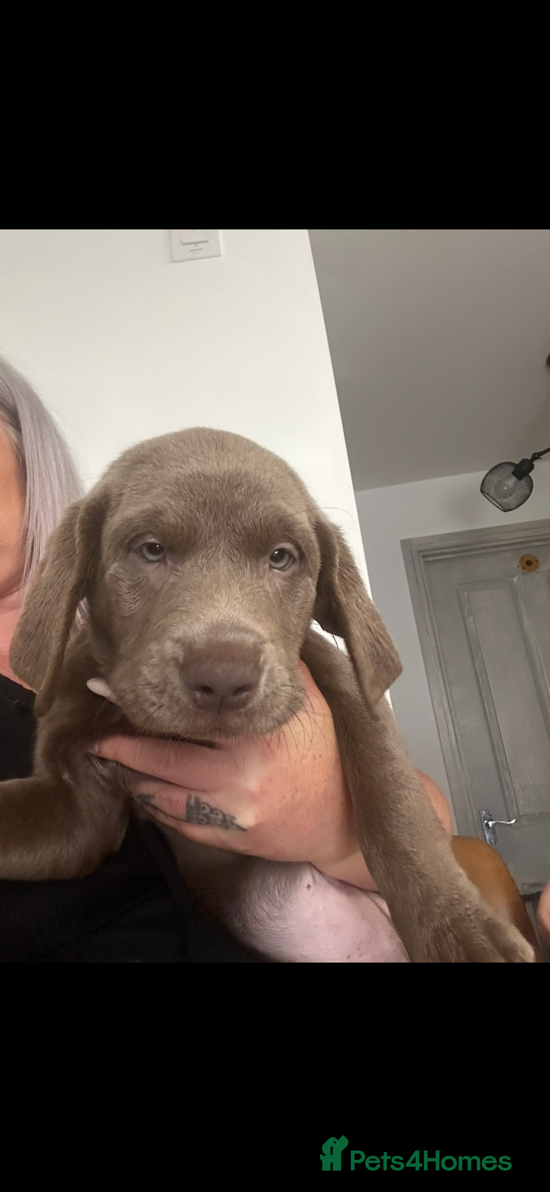 Labrador Retriever dogs for sale: Silver labradors *READY TO LEAVE* - Image 2