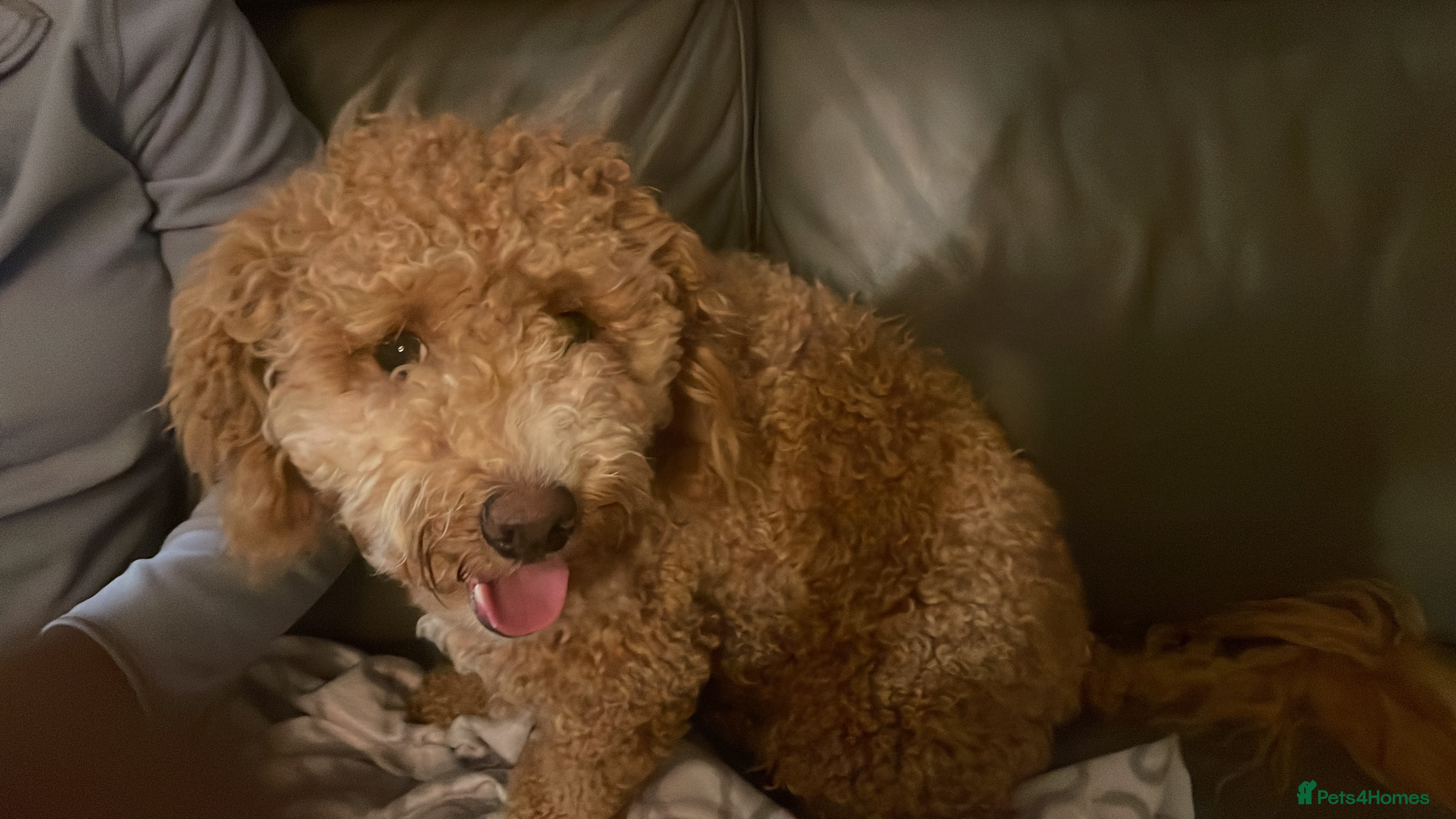 Poochon dogs Honey – Beautiful Apricot Bichon (1 Year Old) - Advert 15