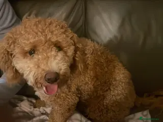 Poochon dogs Honey – Beautiful Apricot Bichon (1 Year Old) - Advert 6