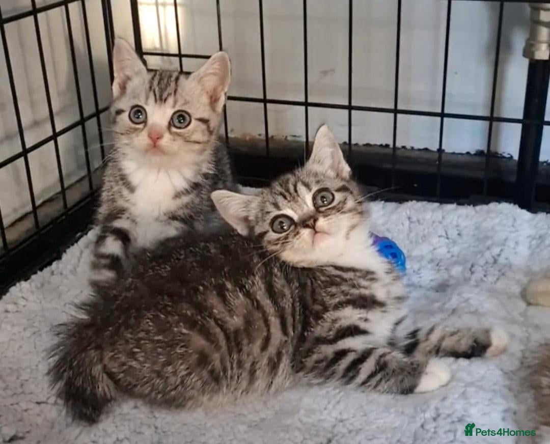 British Shorthair cats 3/4 British Short Haired 1/4 Bengal Babies - Advert 11