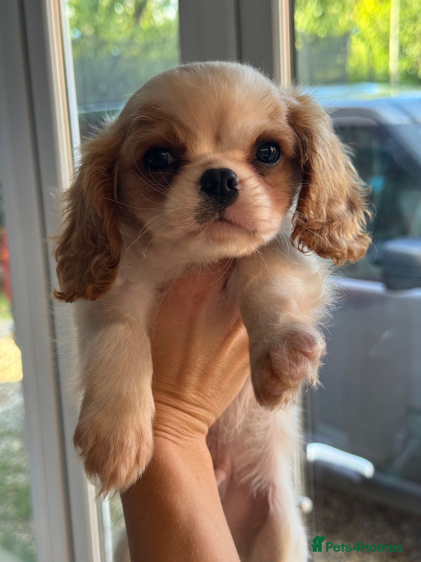 Cavalier King Charles Spaniel dogs Cavalier King Charles spaniel puppies. Ready now - Advert 2