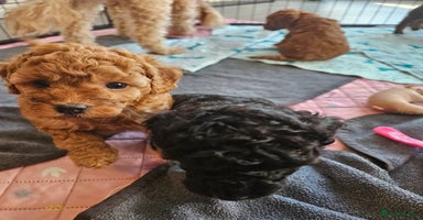 Miniature Poodle dogs Beautiful Health Tested Poodles - Advert 2