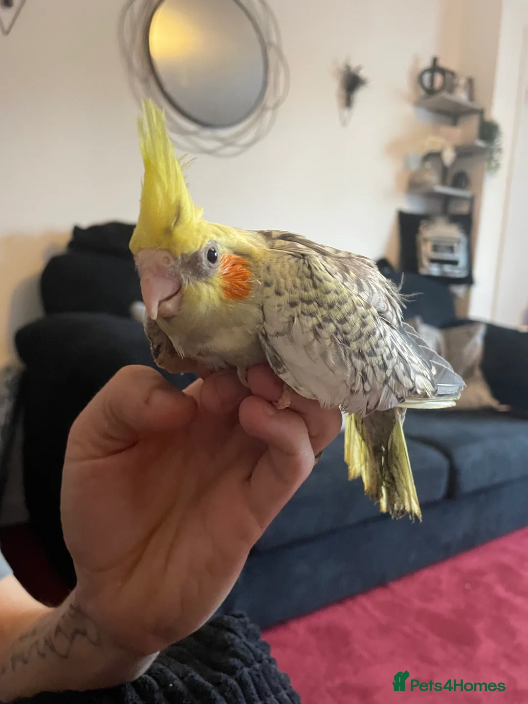 Cockatiels birds for sale: Baby cockatiels - Advert 6