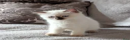 Ragdoll cats for sale: 5 ragdolls ready for their forever home - Advert 25