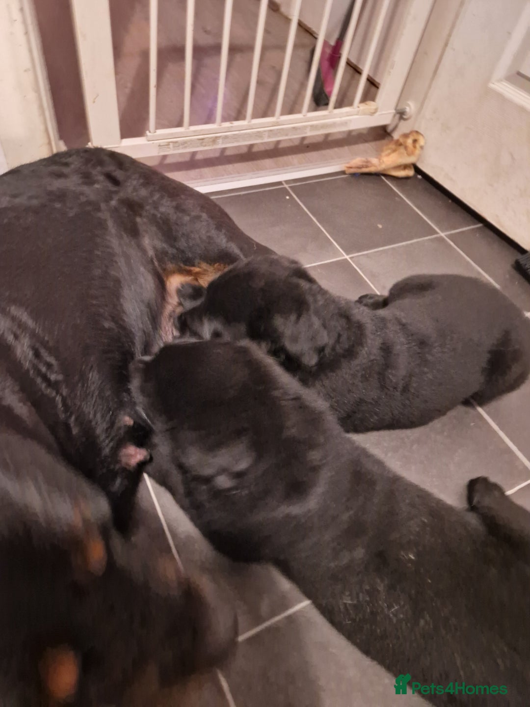 Mixed Breed dogs for sale: Rottweiler  and long haired shepherd mix pups - Advert 6