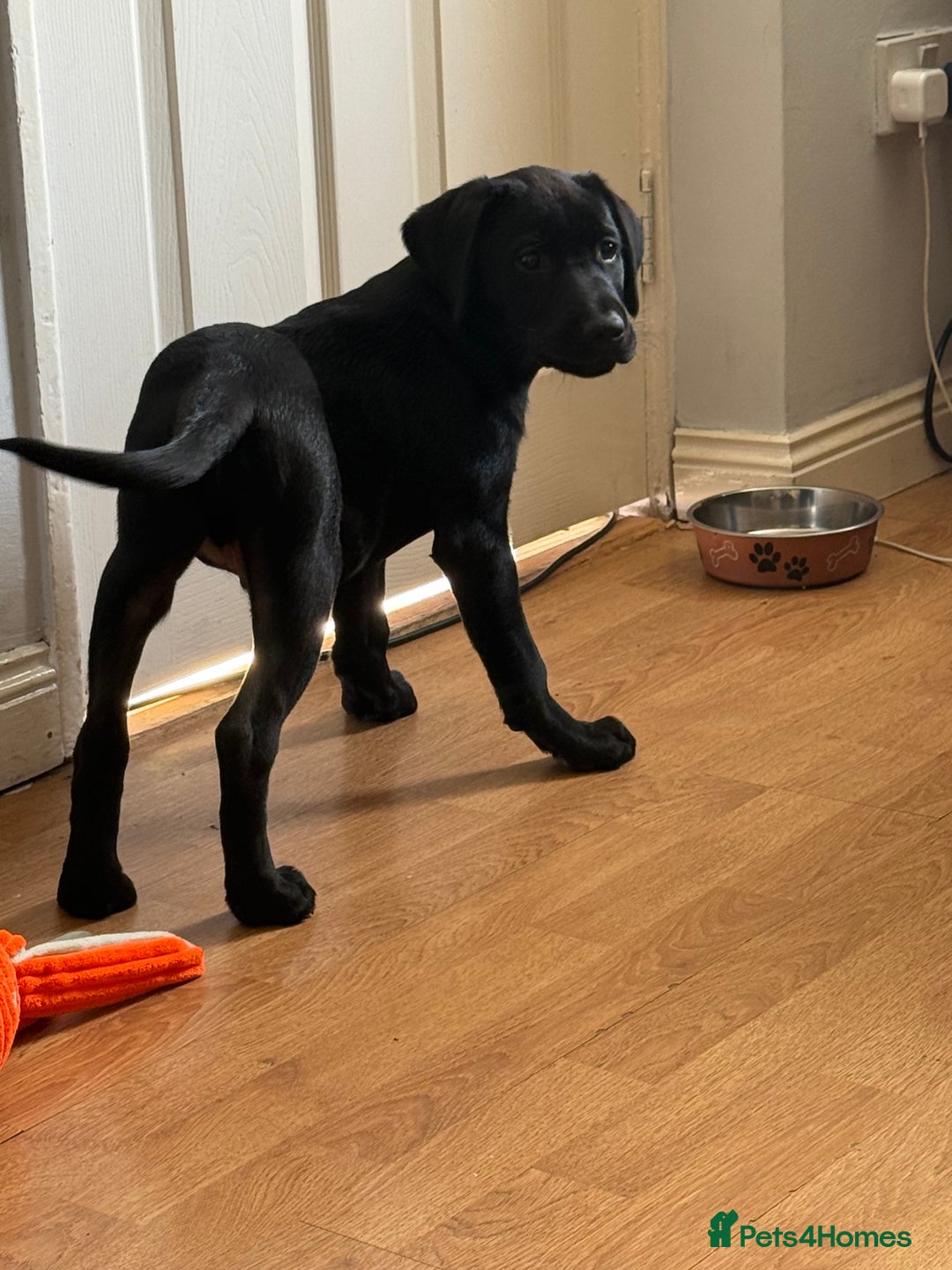 Labrador Retriever dogs for sale: 15 week black lab  - Image 3