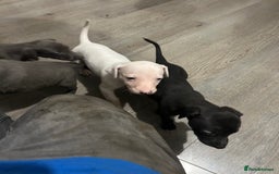 Whippet dogs for sale: Whippet pups - Image 11