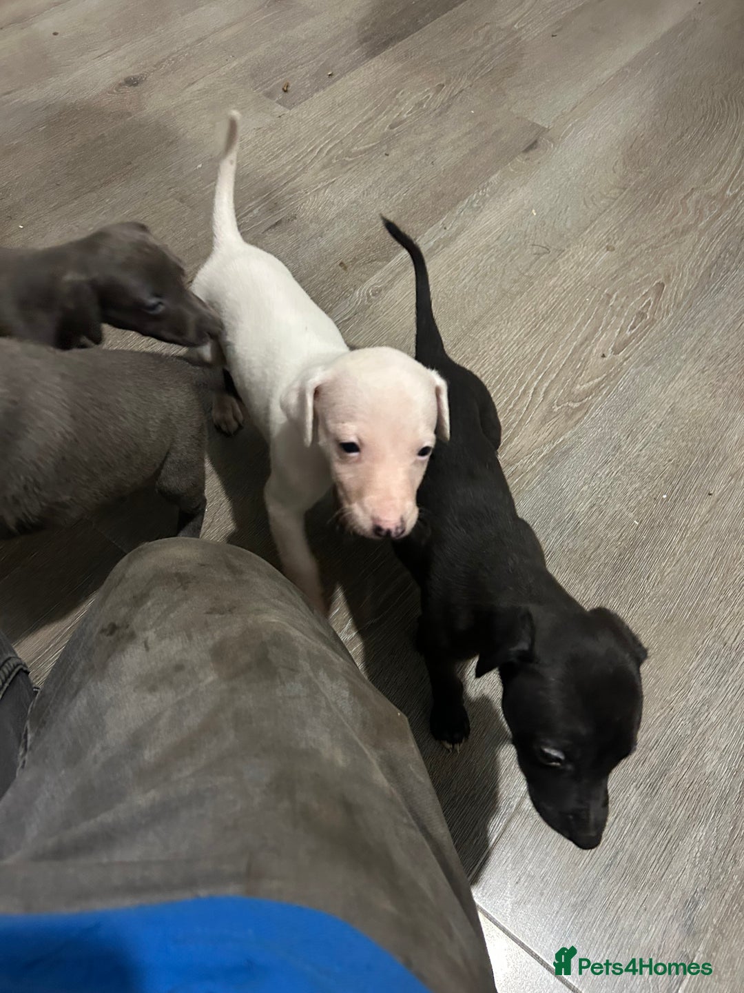 Whippet dogs for sale: Whippet pups - Image 11