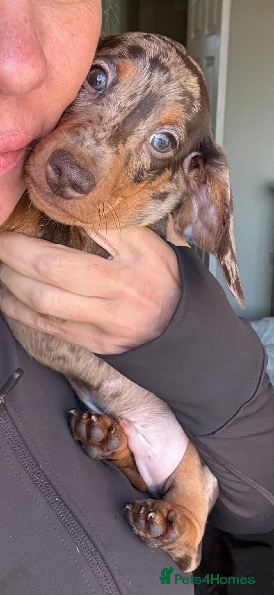 Dachshund dogs 3ADORABLE PUPPIES LOOKING FOR THEIR FOREVER HOMES! - Advert 2