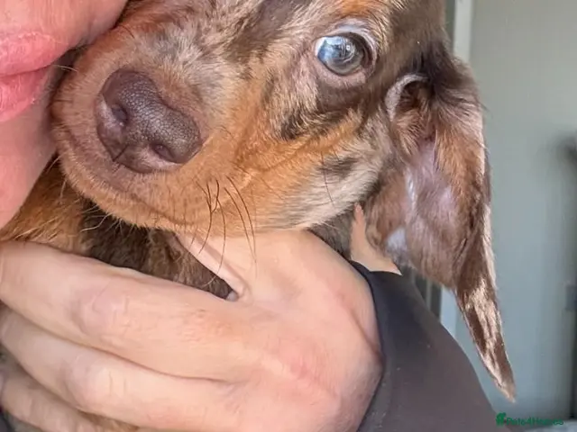 Dachshund dogs for sale: 3ADORABLE PUPPIES LOOKING FOR THEIR FOREVER HOMES! - Advert 2