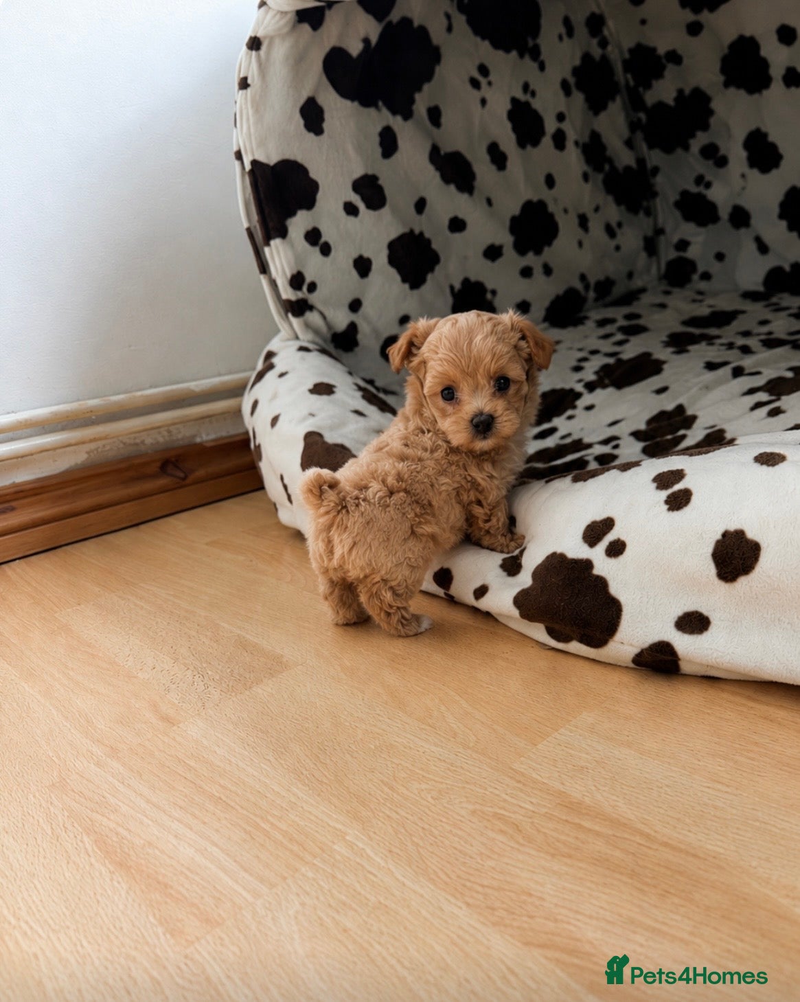 Maltipoo dogs 2 BOY LEFT RARE Tiny F1B Maltipoo Puppies 5 Weeks - Advert 4