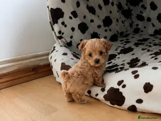Maltipoo dogs 2 BOY LEFT RARE Tiny F1B Maltipoo Puppies 5 Weeks - Advert 4