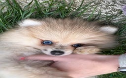 Pomeranian dogs for sale: Pomeranian Puppies looking for their forever homes - Image 17