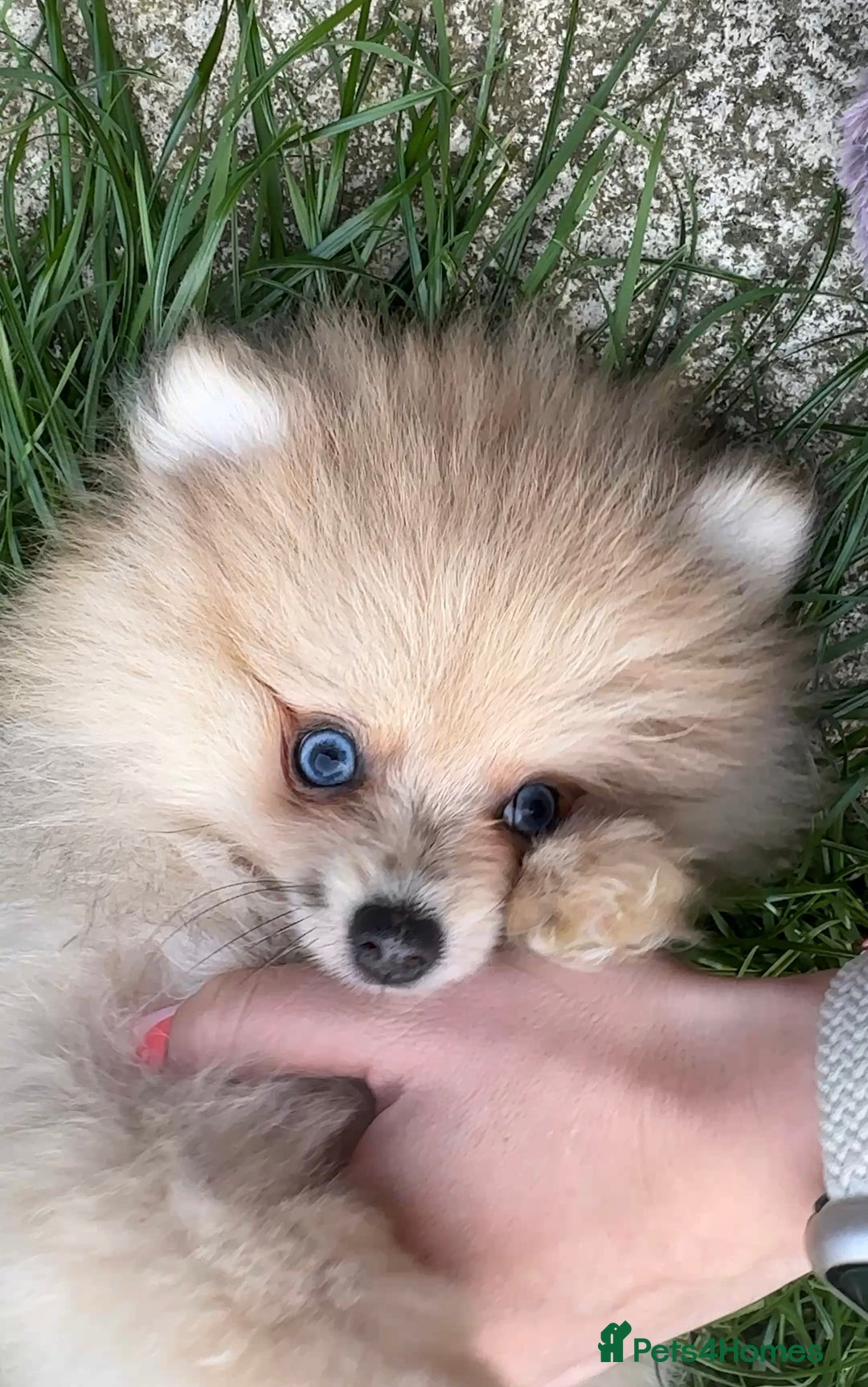 Pomeranian dogs for sale: Pomeranian Puppies looking for their forever homes - Image 17