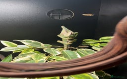 Chameleon reptiles for sale: Male veiled chameleon  - Advert 2