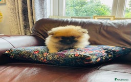 Pomeranian dogs for sale: Beautiful Full Pedigree Pomeranians - Image 3