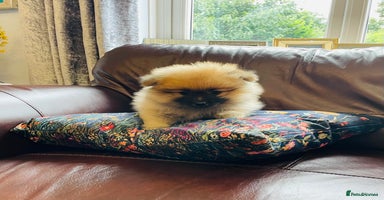 Pomeranian dogs - Advert 5